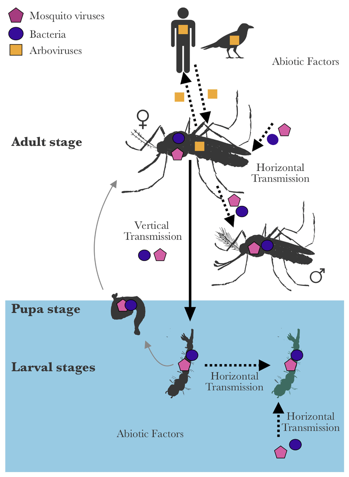 example image